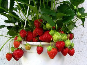 Плюсы самостоятельного выращивания клубники