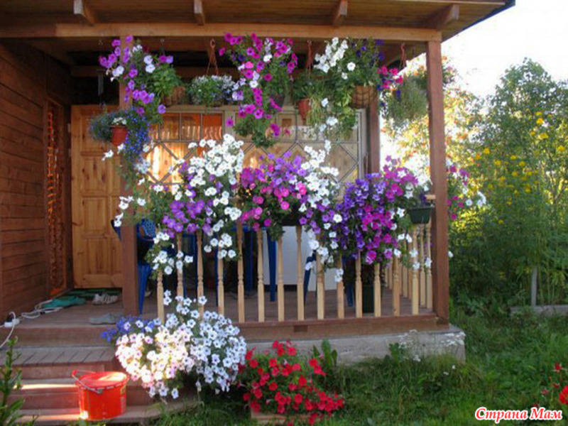 Цветник из ампельных растений Ампельные растения и названия фото