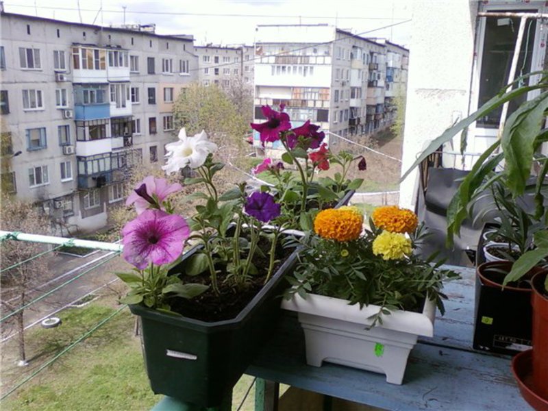 Какие цветы вырастить на балконе Бархатцы - для украшения балконов