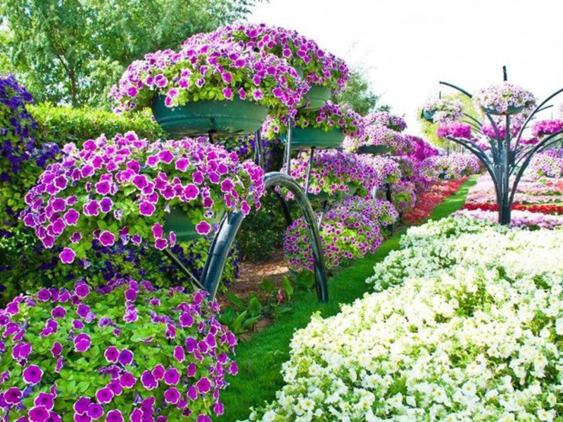 Кусты петунии Разноцветные кусты петунии