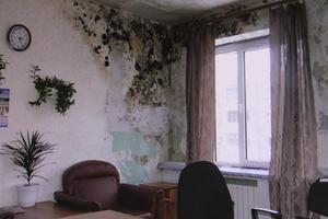 Описание проблем связанных с появлением грибка и плесени в помещениях