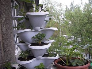 Выращивание клубники в домашних условиях