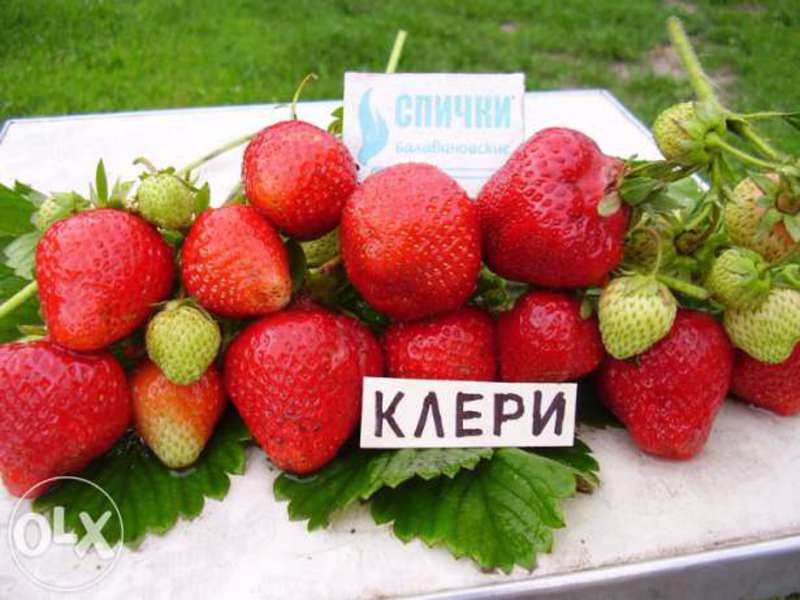 Как выращивать клубнику на балконе Клубника Клери - сорт для балкона