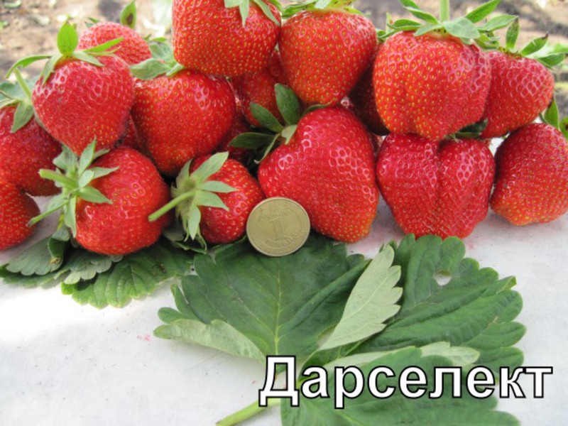 Разновидности сортов клубники для балкона Дарселект подходит для выращивания на балконе