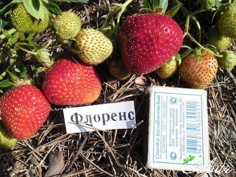 Как опылять цветки клубники на балконе Опыление клубники Флоренс